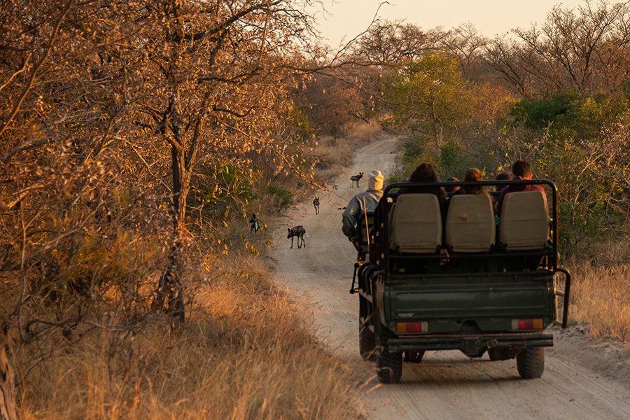 Wild dogs are spotted on an afternoon game drive in Africa.