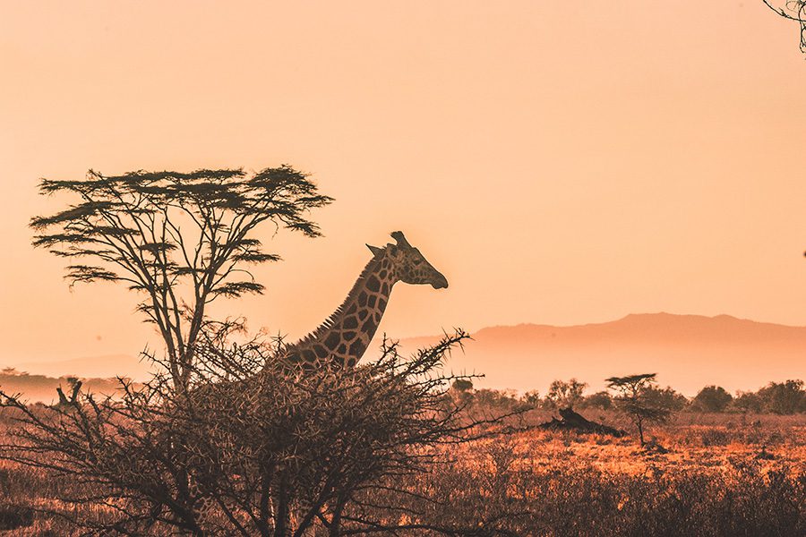 Giraffe stand by an acacia tree as the sun sets in Africa.