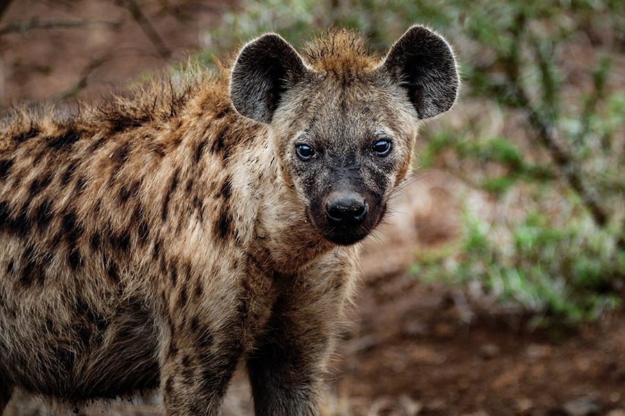 A hyena looks straight ahead in Botswana.