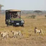 Proyecto de investigación de guepardos en Namiri Plains
