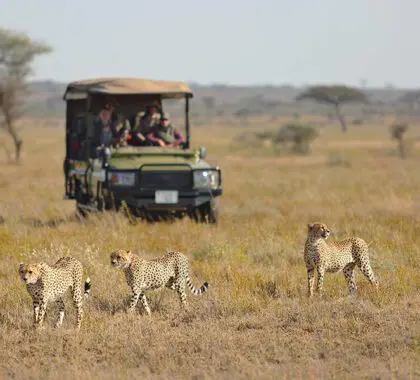 Proyecto de investigación de guepardos en Namiri Plains