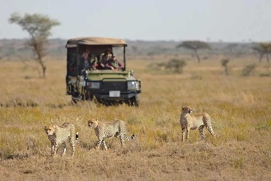 Three cheetah pictured walking to the left in front of an approaching game vehicle | Go2Africa