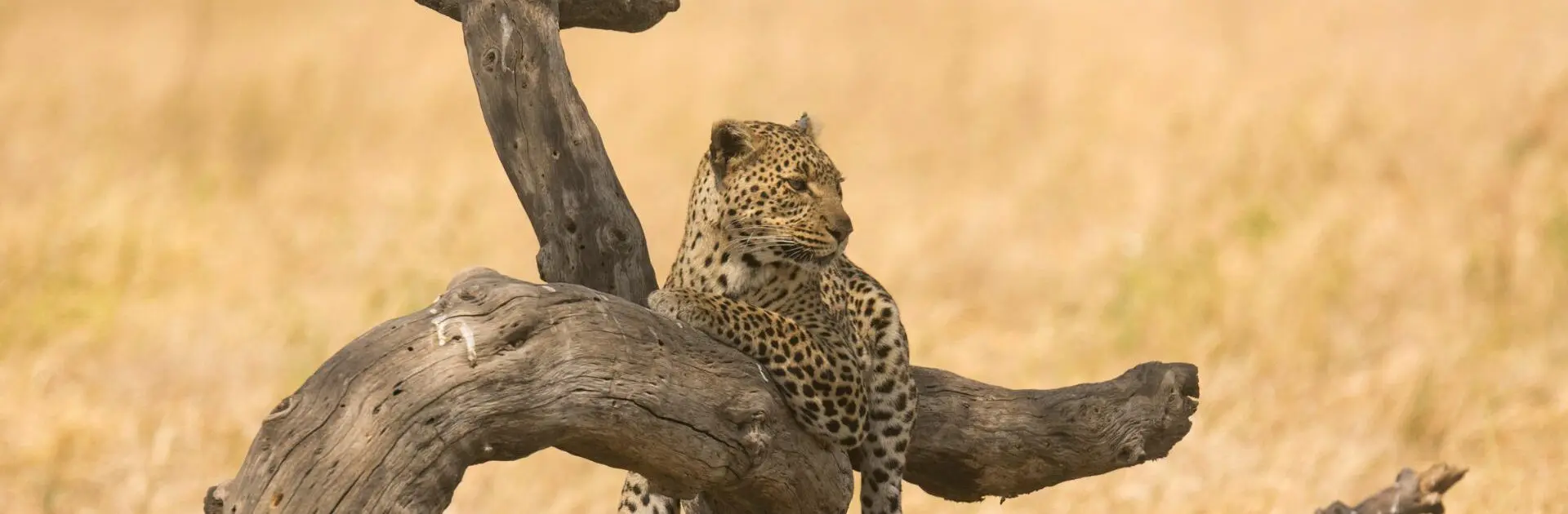 Lemala Mara Mobile Tented Camp-leopardo