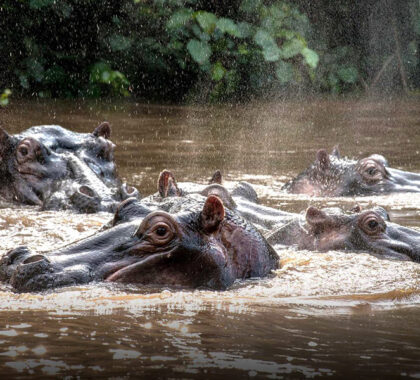 Fantastic hippo sightings. 
