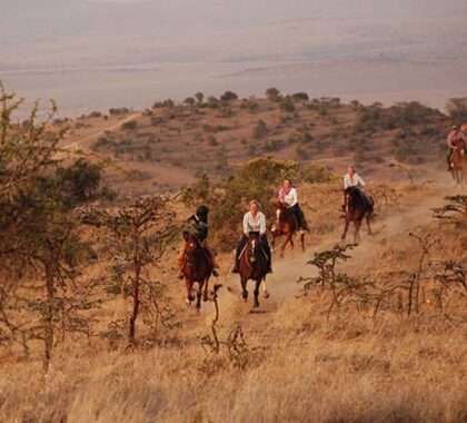 Experience the bush in a unique way, on horseback. 