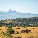 Encounter Africa's prized species. 