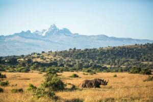 Encounter Africa's prized species. 
