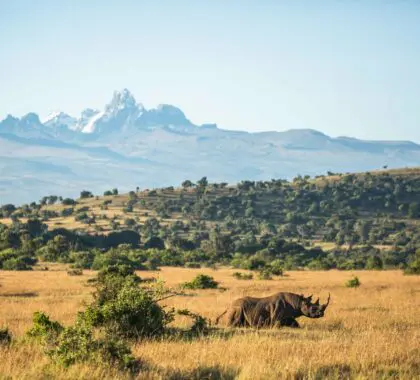 Encounter Africa's prized species. 