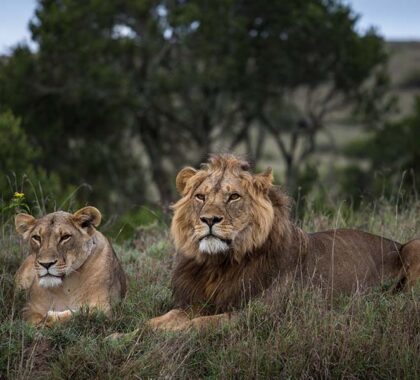 Exceptional lion sightings. 