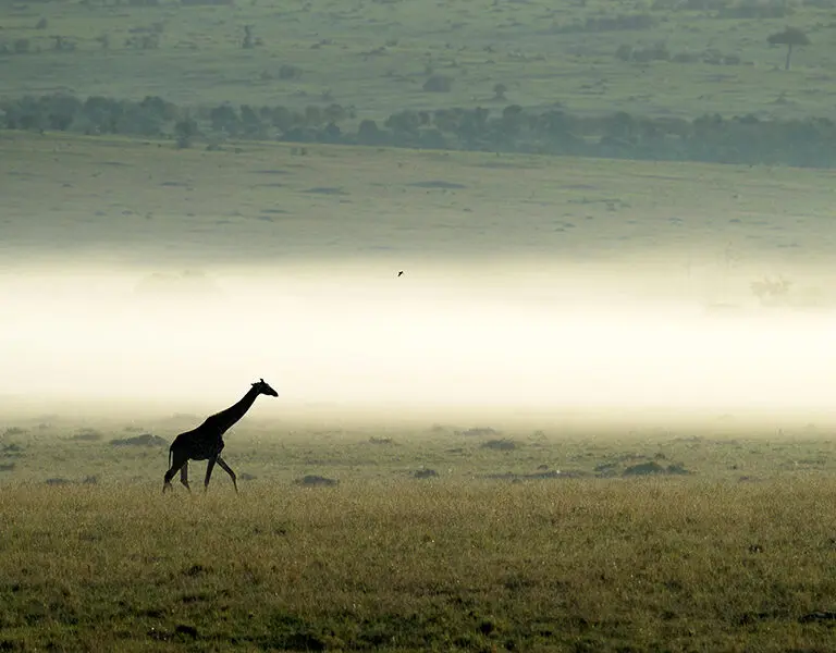 A giraffe saunters across the landscape. 