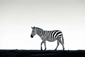 A great place for photographic safaris. 