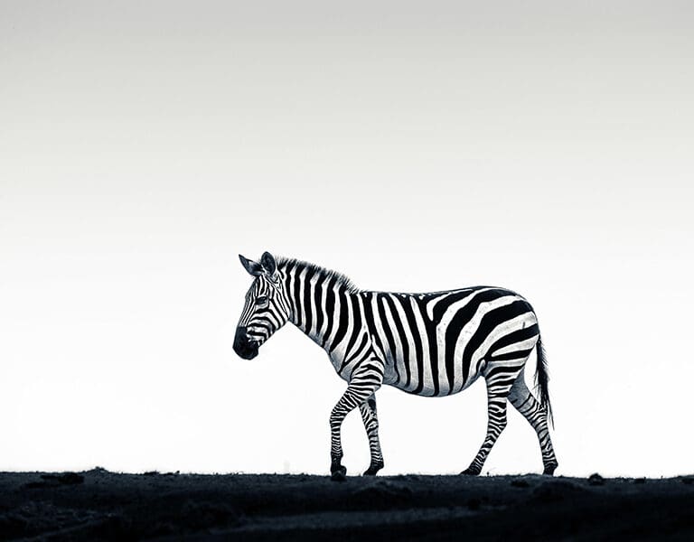 A great place for photographic safaris. 