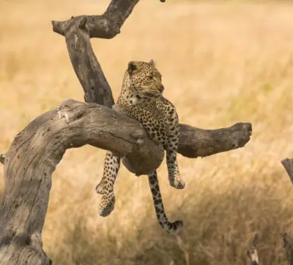 Lemala Mara Mobile Tented Camp-leopard_21