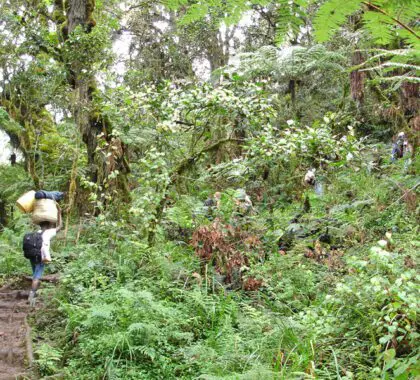 tanzania-experience_kilimanjaro_03
