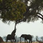 Avistar elefantes en el Parque Nacional de Hwange. 