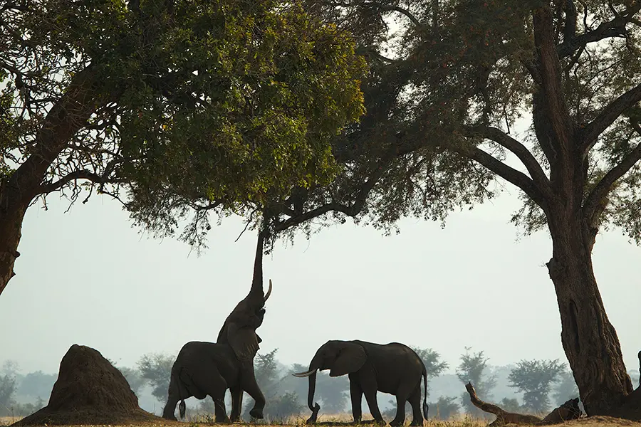 Avistar elefantes en el Parque Nacional de Hwange. 