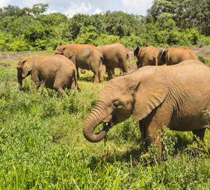 Baby elephant sightings in Nairobi National Park. 