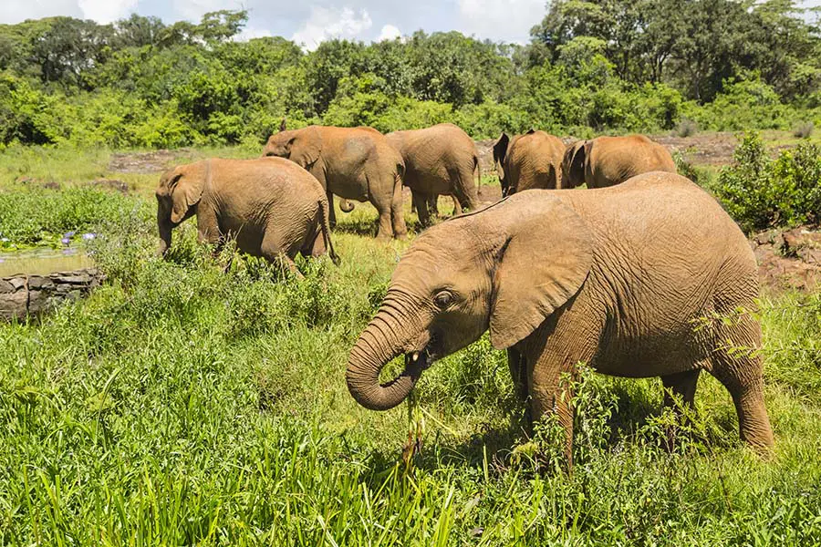 Baby elephant sightings in Nairobi National Park. 