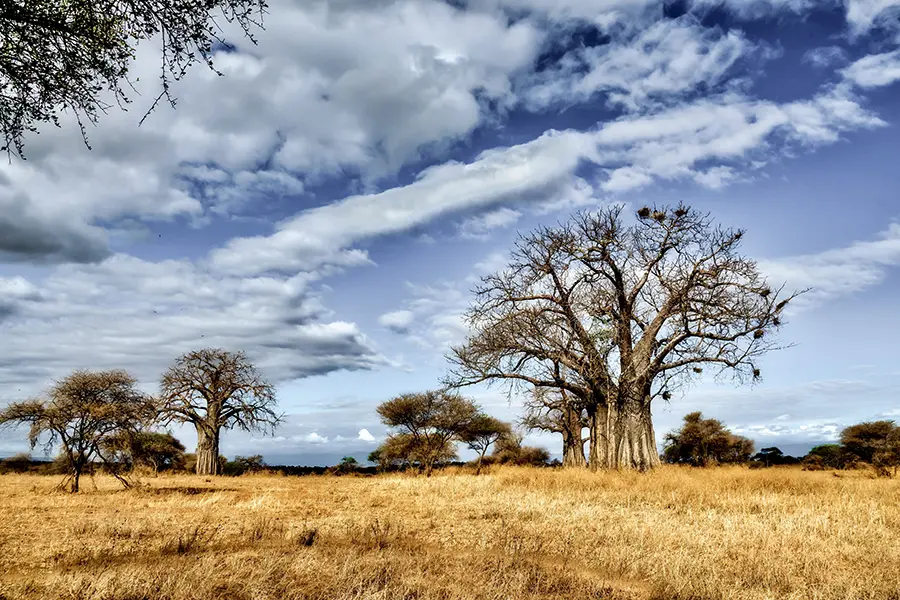 Árboles en las llanuras de sabana de Zambia.