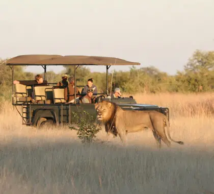 camp-hwange-game-drives