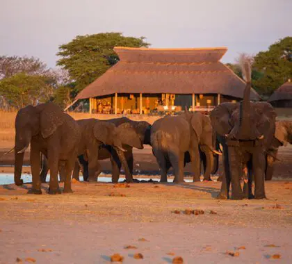 camp-hwange-waterhole-view-2