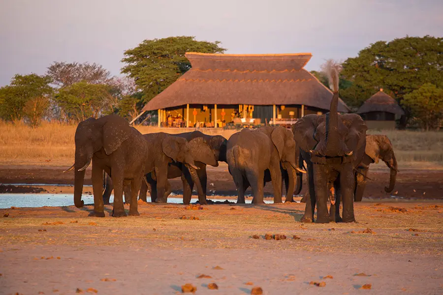 camp-hwange-waterhole-view-2