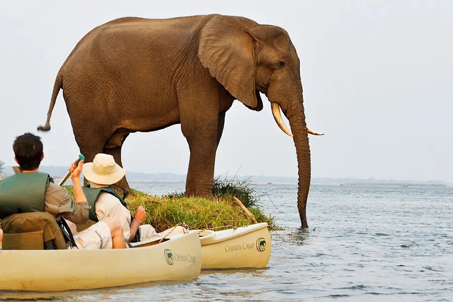 Una pareja que navega en canoa por el río Zambeze se topa con un elefante en el agua en Zambia.