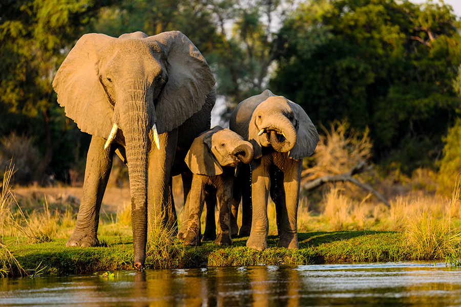 A mother elephant and her calves standing near a lake at sunset.