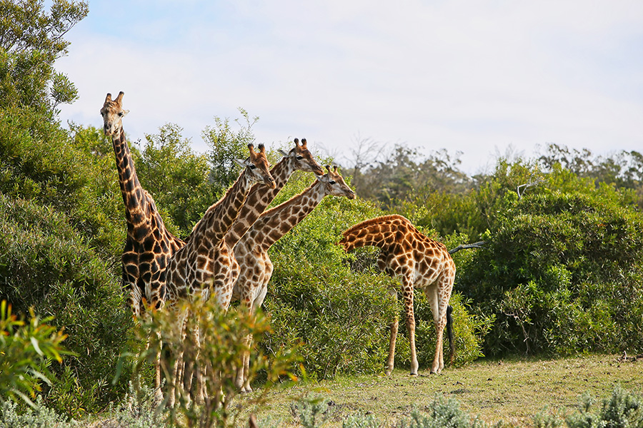 Group of giraffes standing between the trees in Africa.