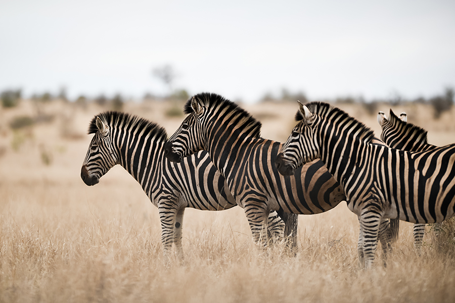 Herd of zebras standing in a savanna field in Africa.