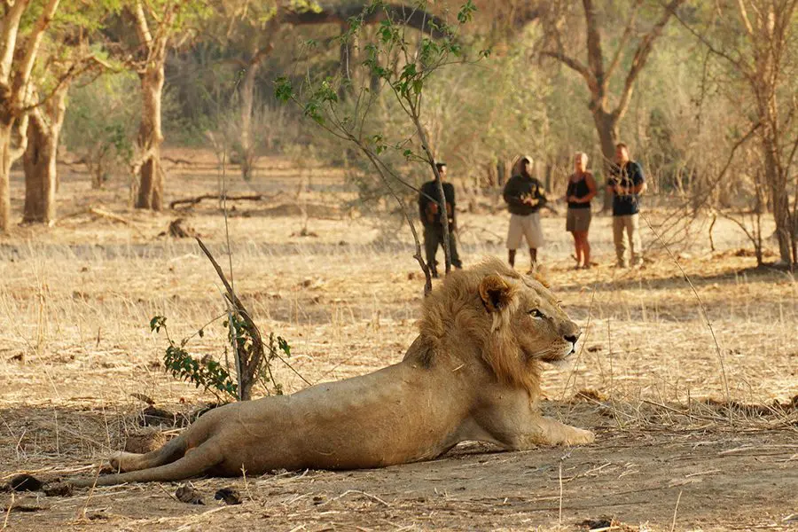 León avistado por un grupo en un safari guiado a pie en el Parque Nacional de South Luangwa, Zambia.