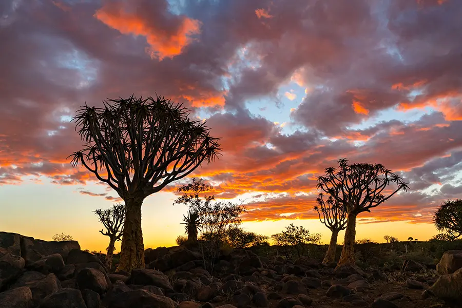 Vista en silueta de árboles de carcaj contra un cielo crepuscular en Namibia.