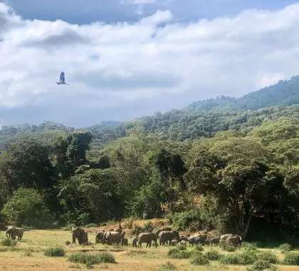 Hermosos paisajes y manadas de elefantes.