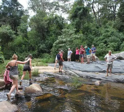 Paseos guiados por el bosque.
