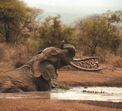 An elephant enjoys a soak in the waterhole in view of camp at Tawi Lodge.