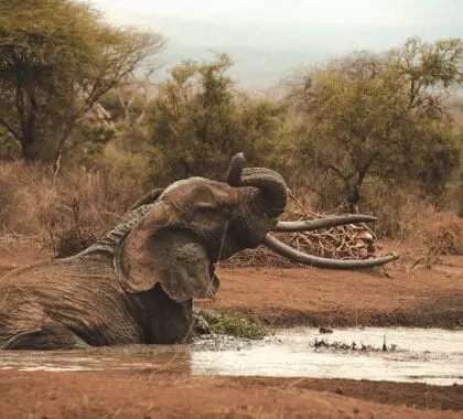 Un elefante disfruta de un baño en la charca frente al campamento de Tawi Lodge.