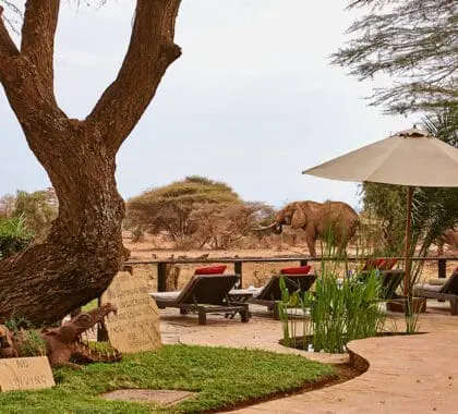 The pool deck with comfortable loungers overlook the reserve and a popular waterhole.