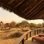 The Tawi Lodge camels getting ready for a safari with guests.  
