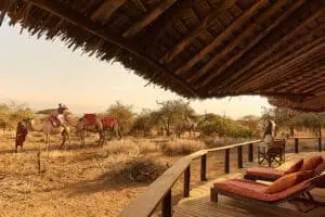 The Tawi Lodge camels getting ready for a safari with guests.  