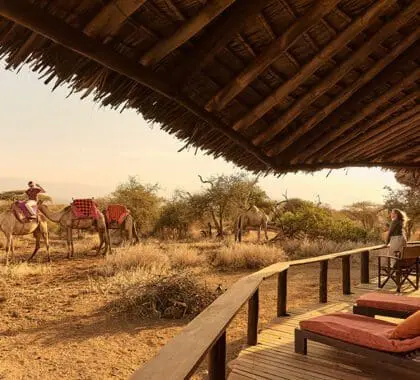 Los camellos del Tawi Lodge se preparan para un safari con huéspedes.  