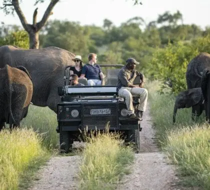 Safari Madikwe vs Safari Kruger: Cómo elegir