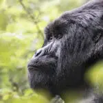 Gorilla encounters at Virunga Lodge.