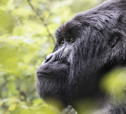Gorilla encounters at Virunga Lodge.