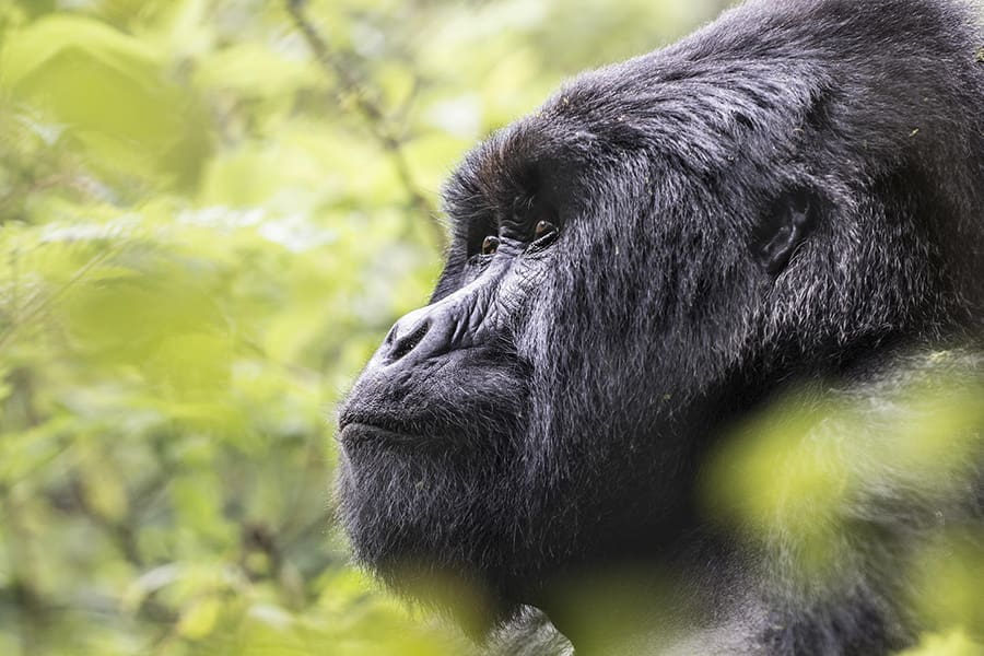 Gorilla encounters at Virunga Lodge.