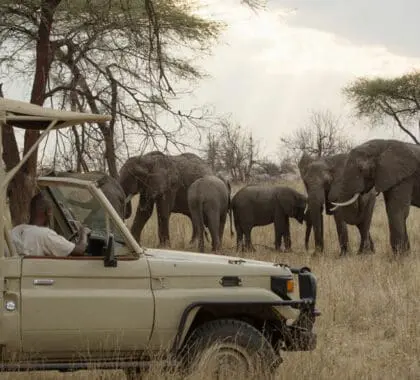 Circuitos de safari en Tanzania: rutas norte y sur