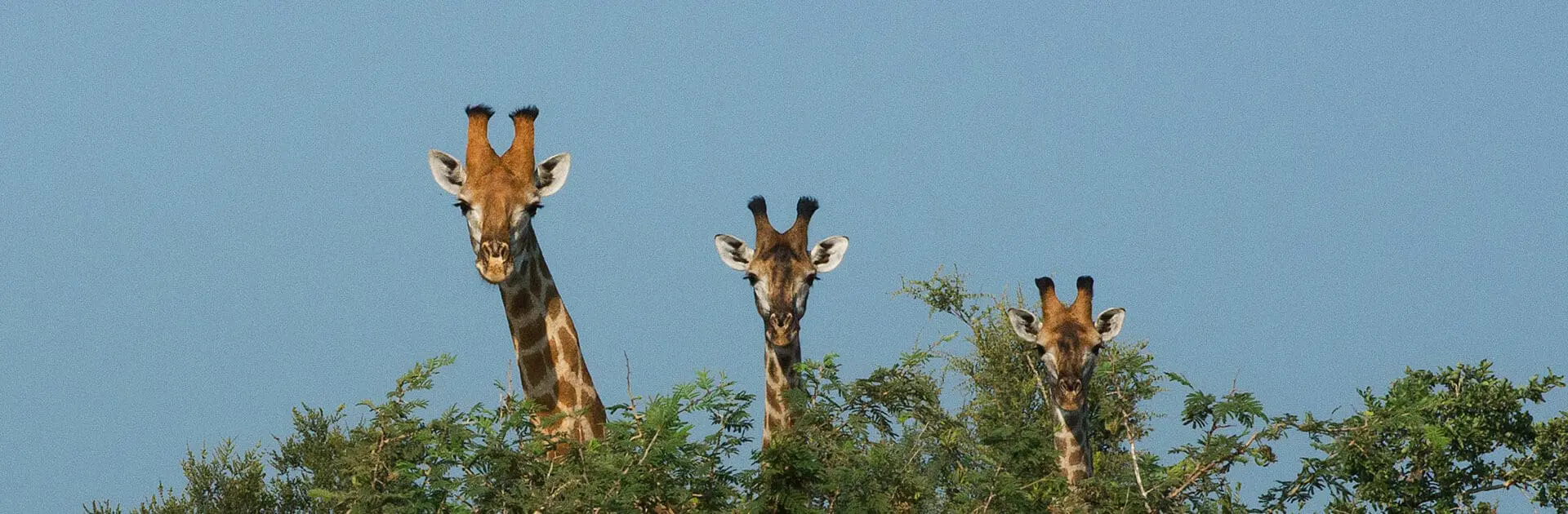 Tres jirafas mirando por encima de la copa de un árbol en África.