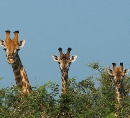 Three giraffes looking over the top of a tree in Africa.