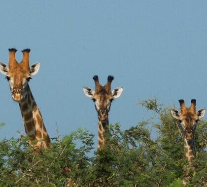Tres jirafas mirando por encima de la copa de un árbol en África.