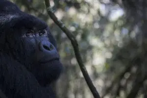 Acérquese a los gorilas en el Bwindi Volcanoes Lodge. 