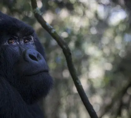 Get up close and personal with gorillas at Bwindi Volcanoes Lodge. 